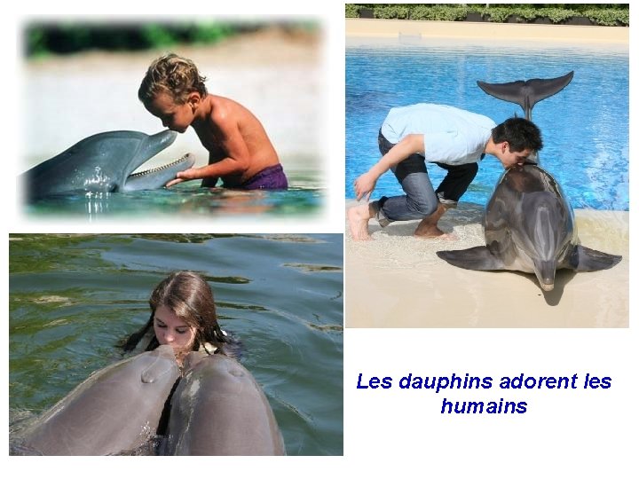 Les dauphins adorent les humains 