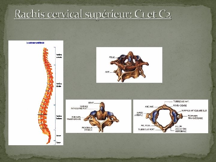 Rachis cervical supérieur: C 1 et C 2 