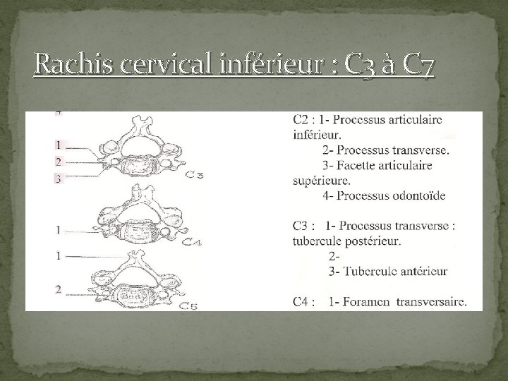 Rachis cervical inférieur : C 3 à C 7 