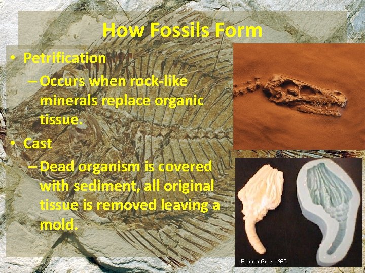How Fossils Form • Petrification – Occurs when rock-like minerals replace organic tissue. •