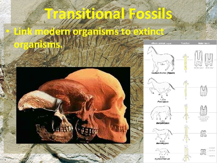 Transitional Fossils • Link modern organisms to extinct organisms. 