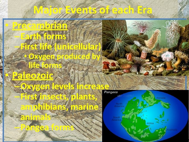 Major Events of each Era • Precambrian – Earth forms – First life (unicellular)