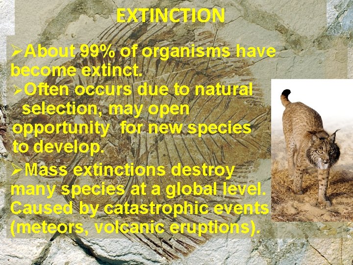 EXTINCTION ØAbout 99% of organisms have become extinct. ØOften occurs due to natural selection,