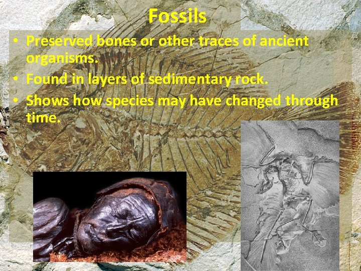 Fossils • Preserved bones or other traces of ancient organisms. • Found in layers