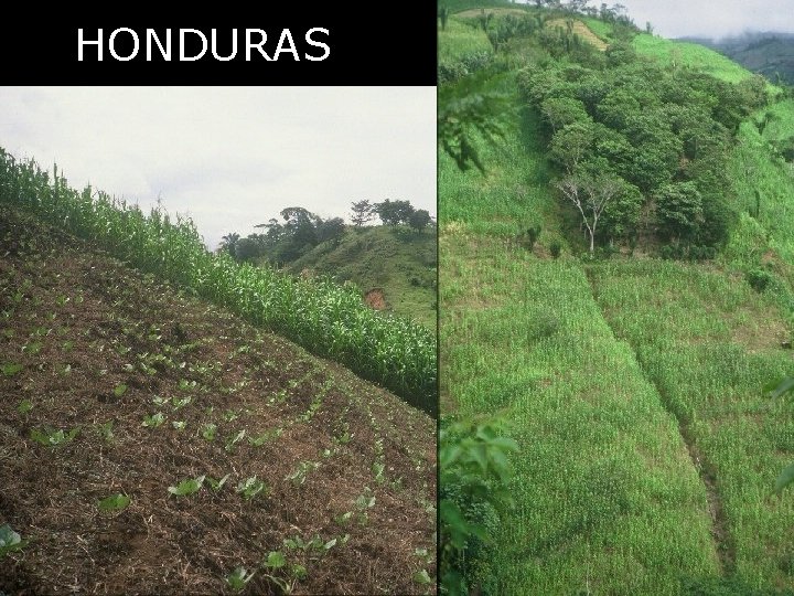 HONDURAS 