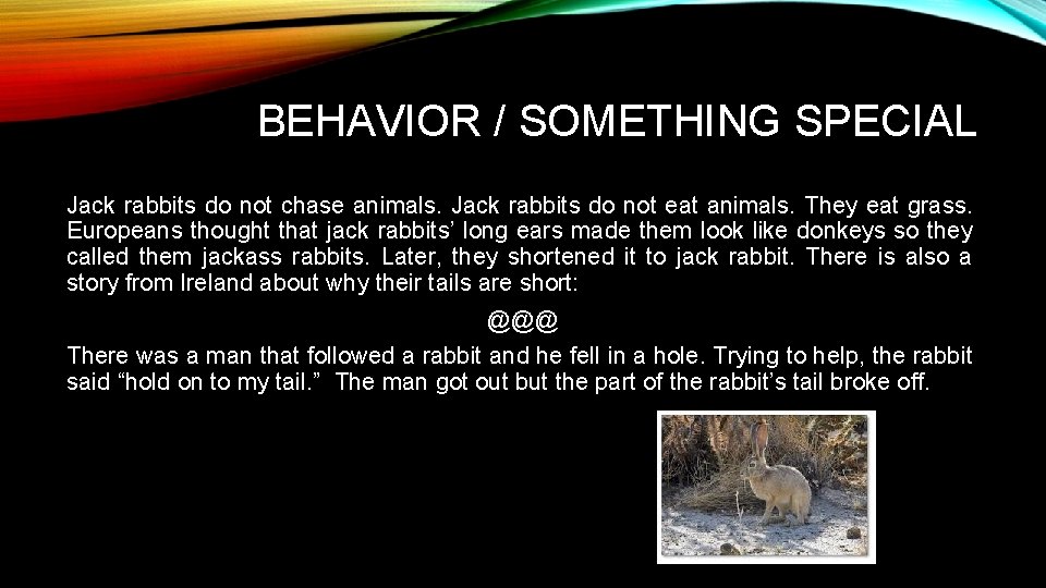 Two Jack Rabbits JACK RABBITS By Isaac and Parker TABLE OF