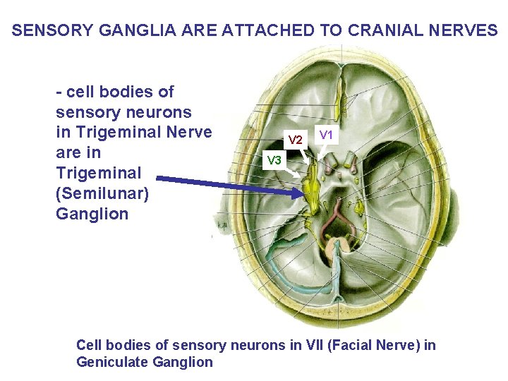 SENSORY GANGLIA ARE ATTACHED TO CRANIAL NERVES - cell bodies of sensory neurons in