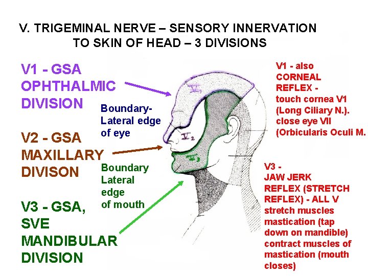 V. TRIGEMINAL NERVE – SENSORY INNERVATION TO SKIN OF HEAD – 3 DIVISIONS V