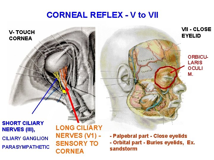 CORNEAL REFLEX - V to VII - CLOSE EYELID V- TOUCH CORNEA ORBICULARIS OCULI