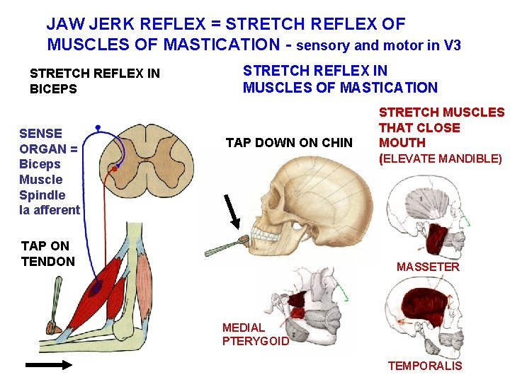JAW JERK REFLEX = STRETCH REFLEX OF MUSCLES OF MASTICATION - sensory and motor