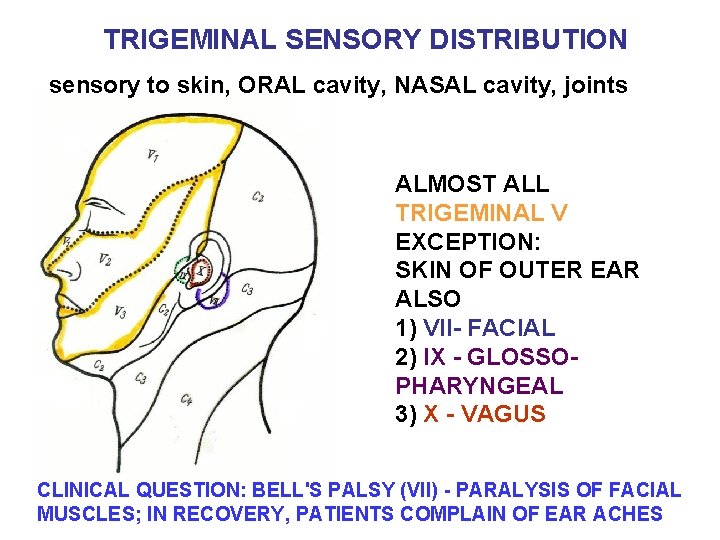 TRIGEMINAL SENSORY DISTRIBUTION sensory to skin, ORAL cavity, NASAL cavity, joints ALMOST ALL TRIGEMINAL