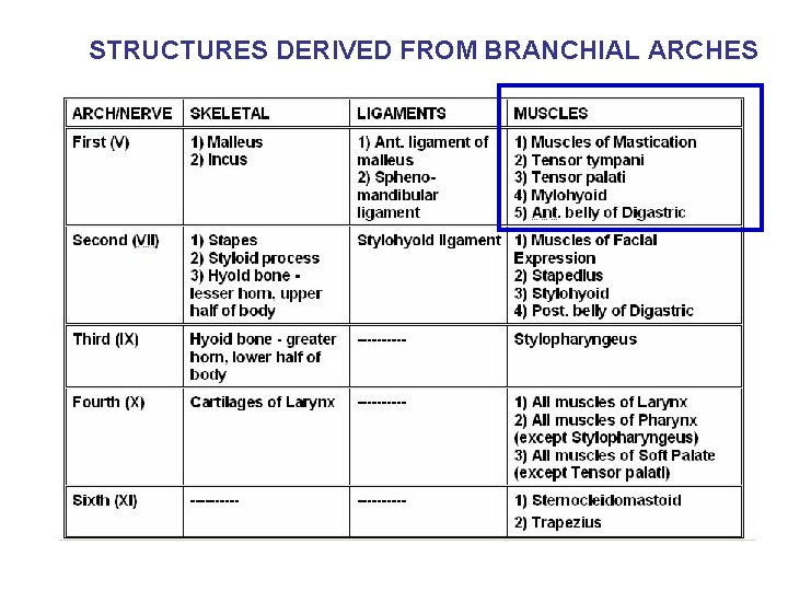 STRUCTURES DERIVED FROM BRANCHIAL ARCHES 