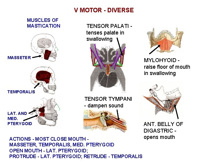 V MOTOR - DIVERSE MUSCLES OF MASTICATION TENSOR PALATI tenses palate in swallowing MASSETER