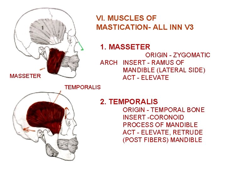 VI. MUSCLES OF MASTICATION- ALL INN V 3 1. MASSETER ORIGIN - ZYGOMATIC ARCH