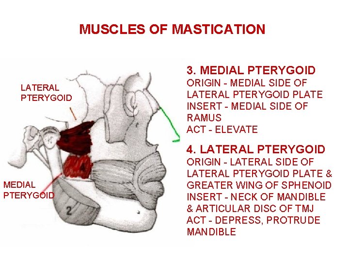 MUSCLES OF MASTICATION 3. MEDIAL PTERYGOID LATERAL PTERYGOID ORIGIN - MEDIAL SIDE OF LATERAL