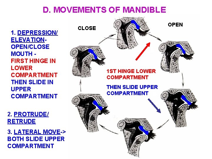 D. MOVEMENTS OF MANDIBLE 1. DEPRESSION/ ELEVATIONOPEN/CLOSE MOUTH FIRST HINGE IN LOWER COMPARTMENT THEN