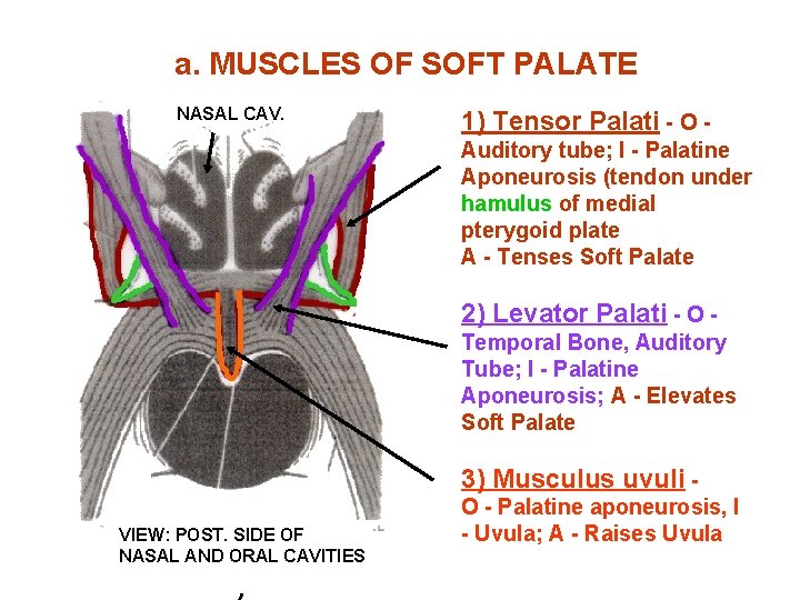 a. MUSCLES OF SOFT PALATE NASAL CAV. 1) Tensor Palati - O Auditory tube;