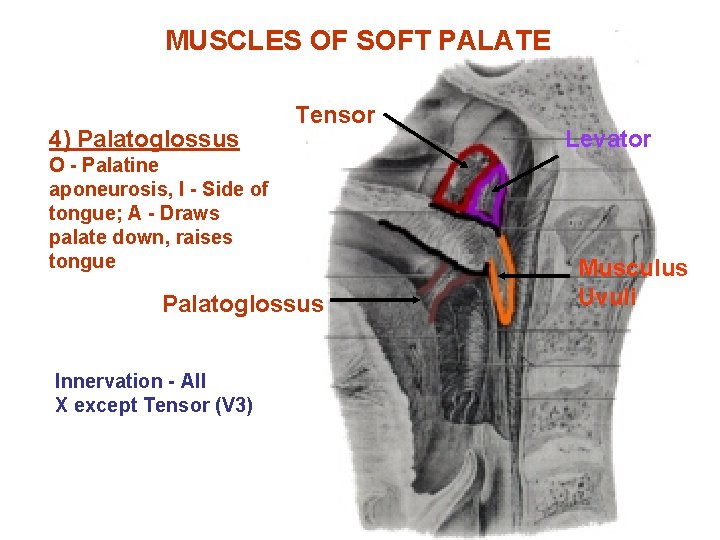 MUSCLES OF SOFT PALATE 4) Palatoglossus Tensor O - Palatine aponeurosis, I - Side