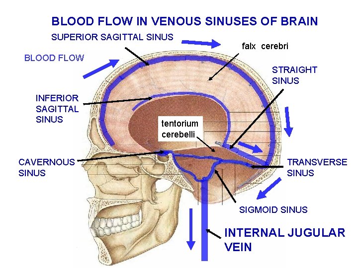 BLOOD FLOW IN VENOUS SINUSES OF BRAIN SUPERIOR SAGITTAL SINUS falx cerebri BLOOD FLOW