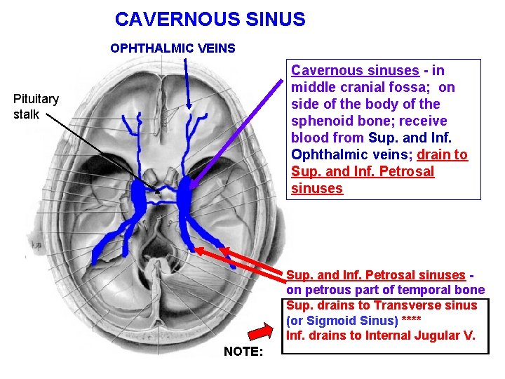 CAVERNOUS SINUS OPHTHALMIC VEINS Cavernous sinuses - in middle cranial fossa; on side of