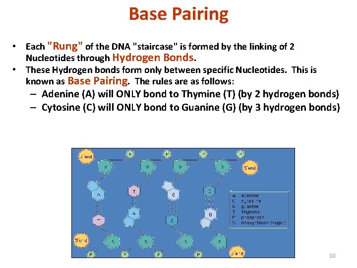 Base Pairing • Each "Rung" of the DNA "staircase" is formed by the linking
