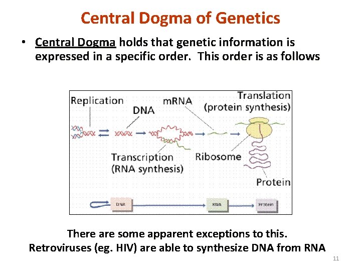 Central Dogma of Genetics • Central Dogma holds that genetic information is expressed in
