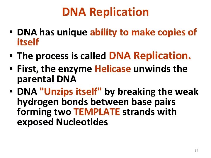 DNA Replication • DNA has unique ability to make copies of itself • The