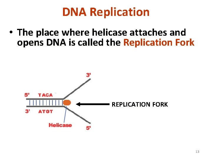 DNA Replication • The place where helicase attaches and opens DNA is called the