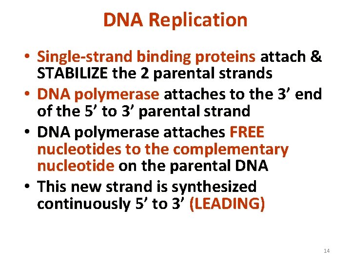 DNA Replication • Single-strand binding proteins attach & STABILIZE the 2 parental strands •