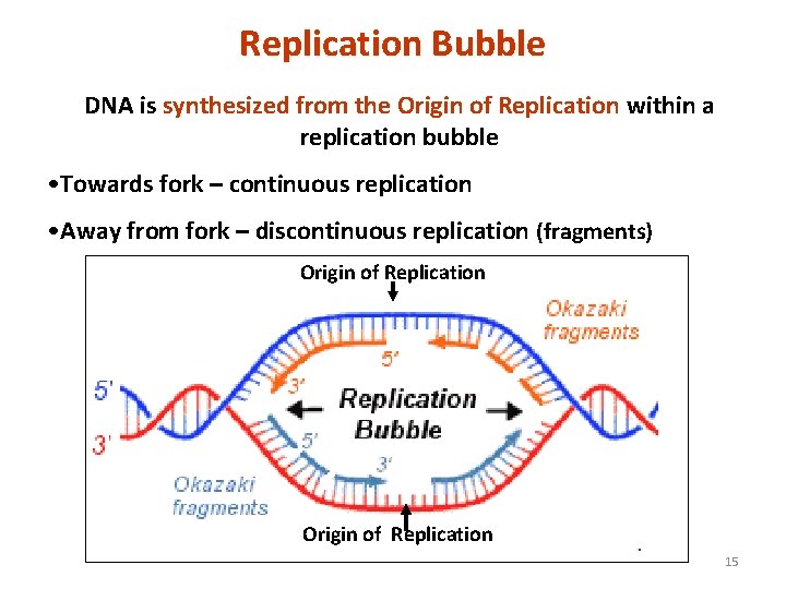Replication Bubble DNA is synthesized from the Origin of Replication within a replication bubble