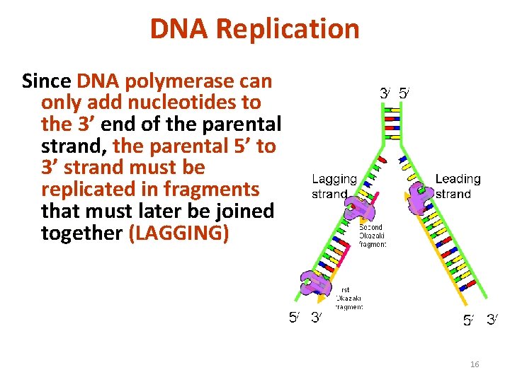DNA Replication Since DNA polymerase can only add nucleotides to the 3’ end of