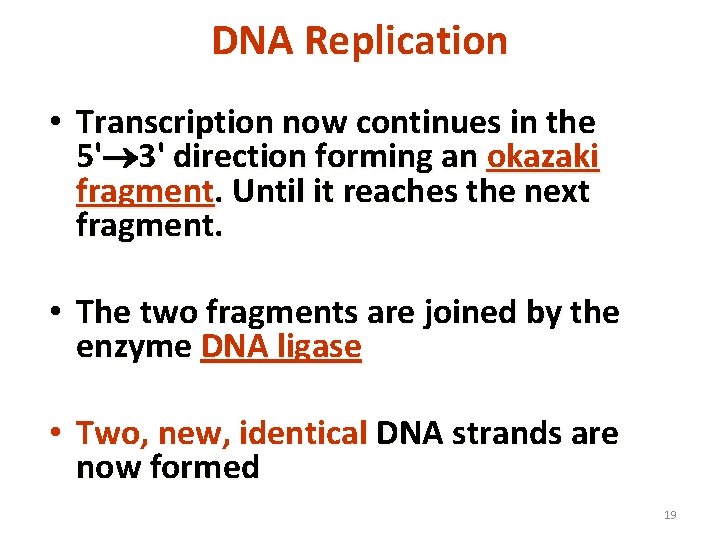 DNA Replication • Transcription now continues in the 5' 3' direction forming an okazaki
