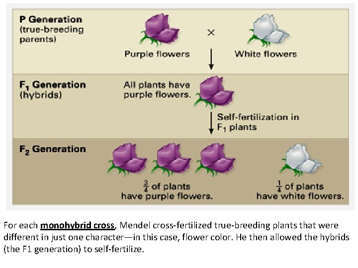 For each monohybrid cross, Mendel cross-fertilized true-breeding plants that were different in just one