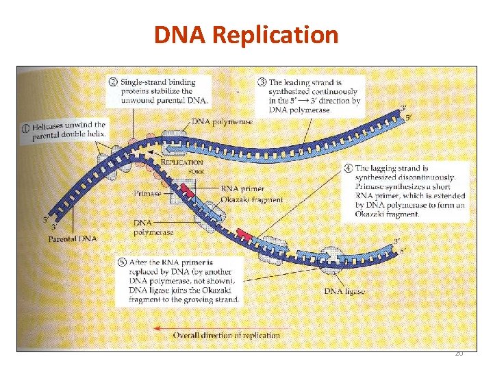 DNA Replication 20 
