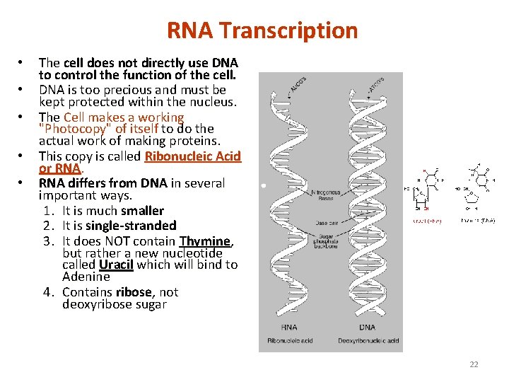 RNA Transcription • • • The cell does not directly use DNA to control