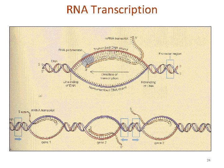 RNA Transcription 24 