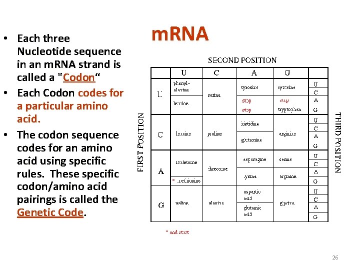  • Each three Nucleotide sequence in an m. RNA strand is called a