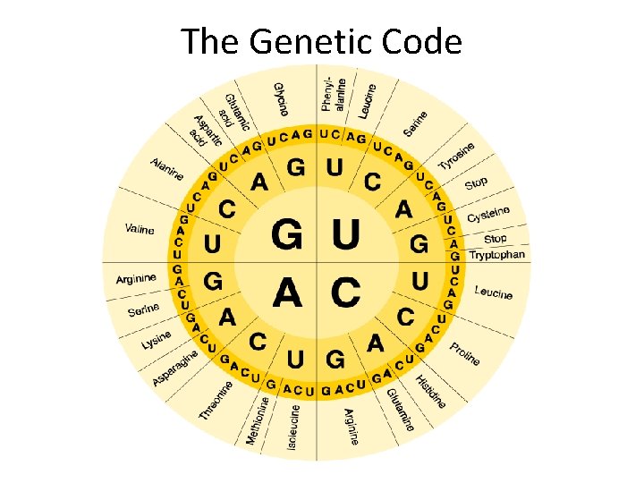 The Genetic Code 