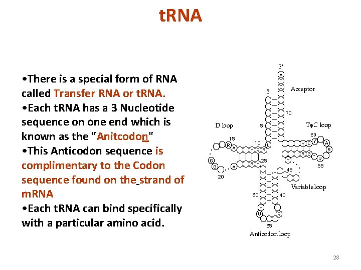 t. RNA • There is a special form of RNA called Transfer RNA or