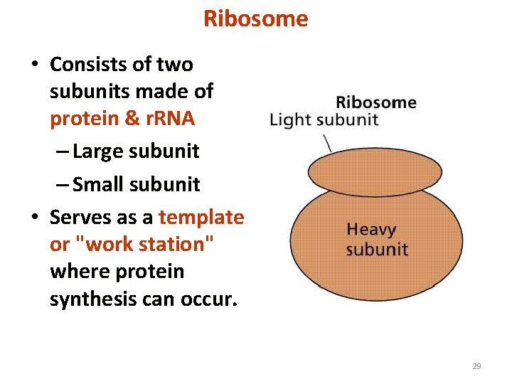 Ribosome • Consists of two subunits made of protein & r. RNA – Large