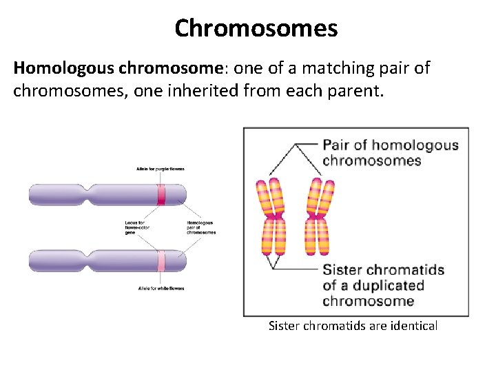 Chromosomes Homologous chromosome: one of a matching pair of chromosomes, one inherited from each