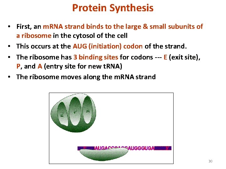 Protein Synthesis • First, an m. RNA strand binds to the large & small