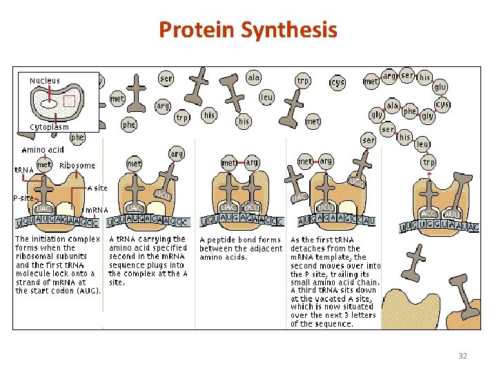 Protein Synthesis 32 