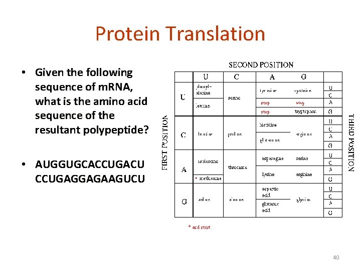 Protein Translation • Given the following sequence of m. RNA, what is the amino