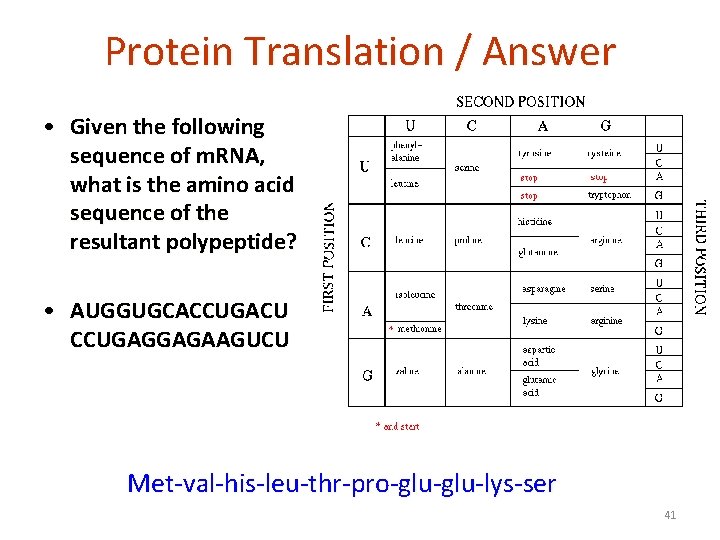 Protein Translation / Answer • Given the following sequence of m. RNA, what is