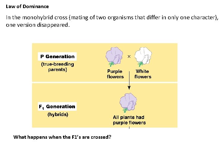 Law of Dominance In the monohybrid cross (mating of two organisms that differ in