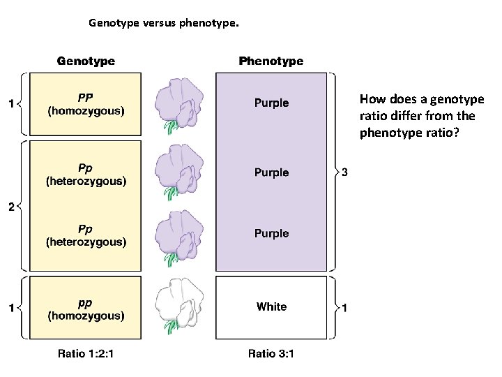 Genotype versus phenotype. How does a genotype ratio differ from the phenotype ratio? 