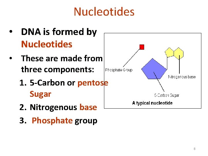 Nucleotides • DNA is formed by Nucleotides • These are made from three components: