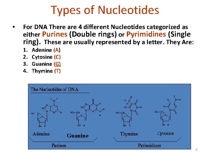 Types of Nucleotides • For DNA There are 4 different Nucleotides categorized as either