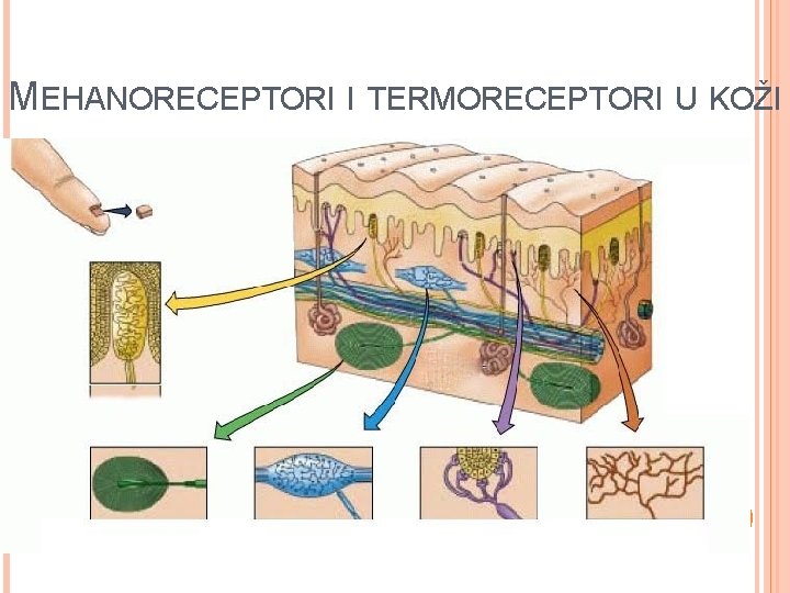 MEHANORECEPTORI I TERMORECEPTORI U KOŽI 